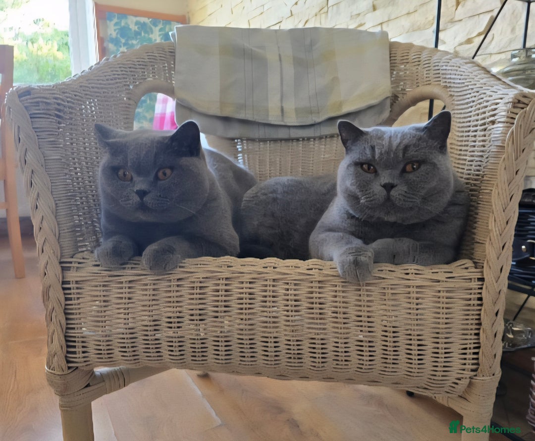 British Shorthair cats for sale: Amazing blue girl - Very high quality pedigree  - Image 2