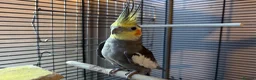 Cockatiels birds for sale: Pair of Cockatiels  - Advert 4