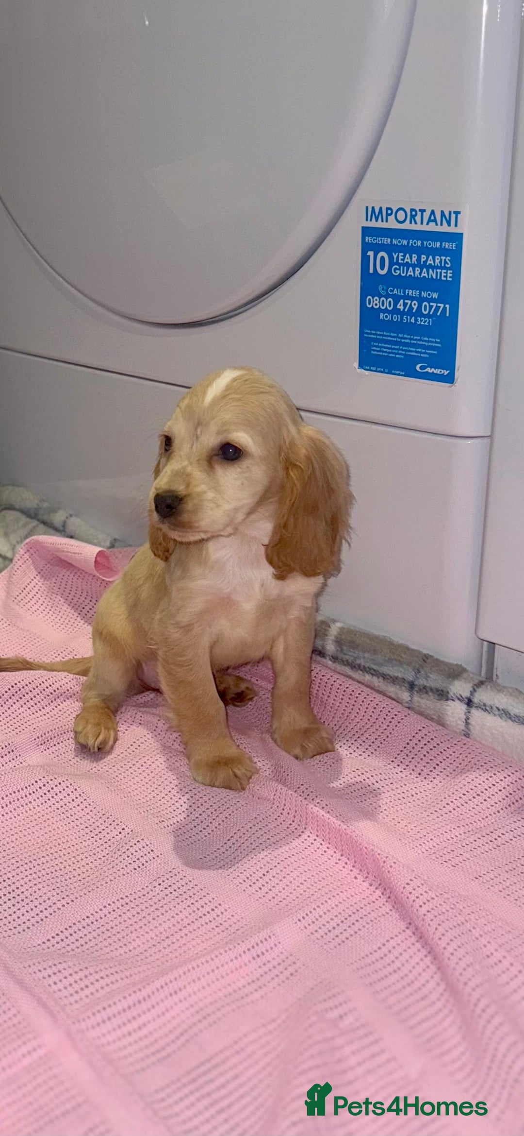 Cocker Spaniel dogs for sale: Beautiful Show Type Puppies - Advert 4