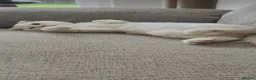 Scottish Fold cats for sale: Scottish Fold Bella  - Advert 10
