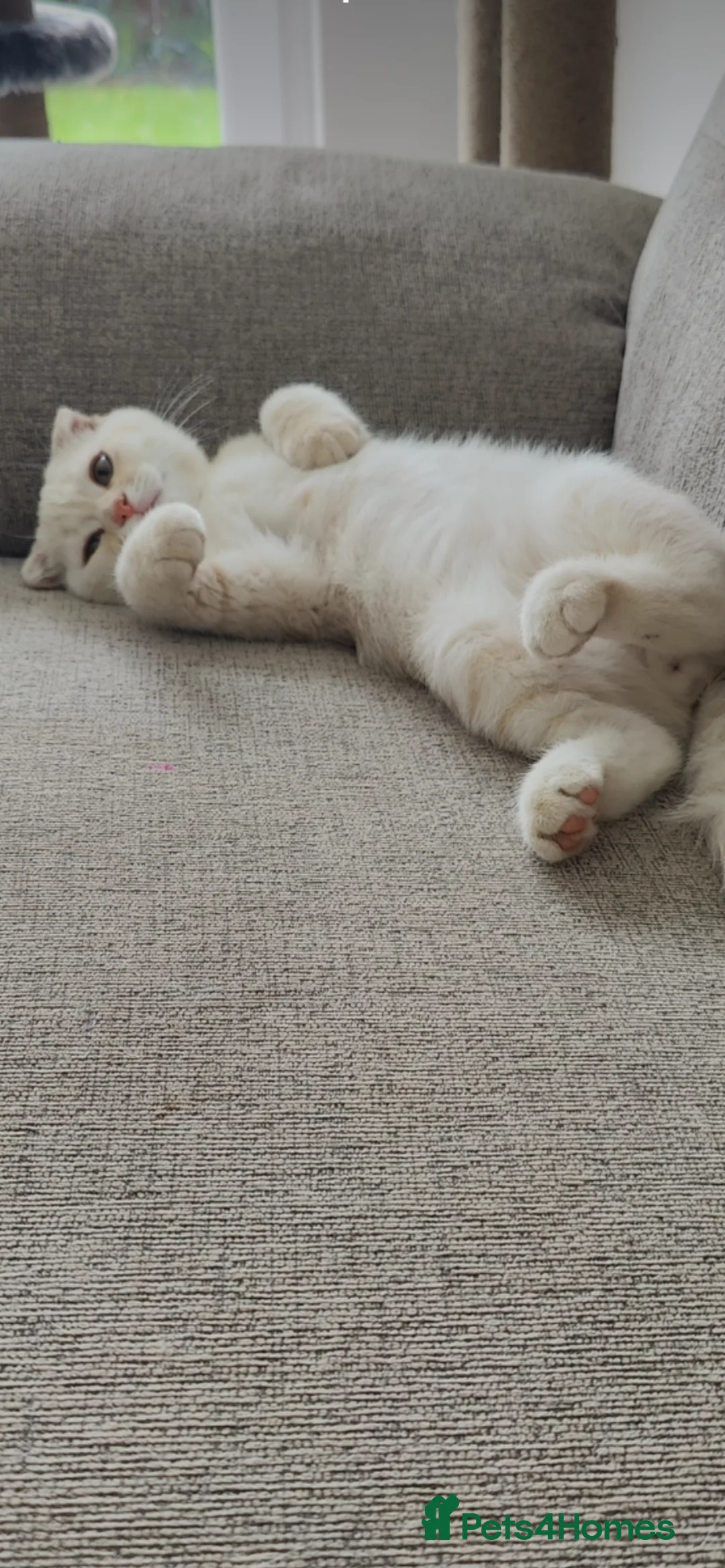 Scottish Fold cats for sale: Scottish Fold Bella  - Advert 10