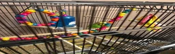 Budgerigars birds for sale: 3 budgies and cadge  in Preston - Advert 6