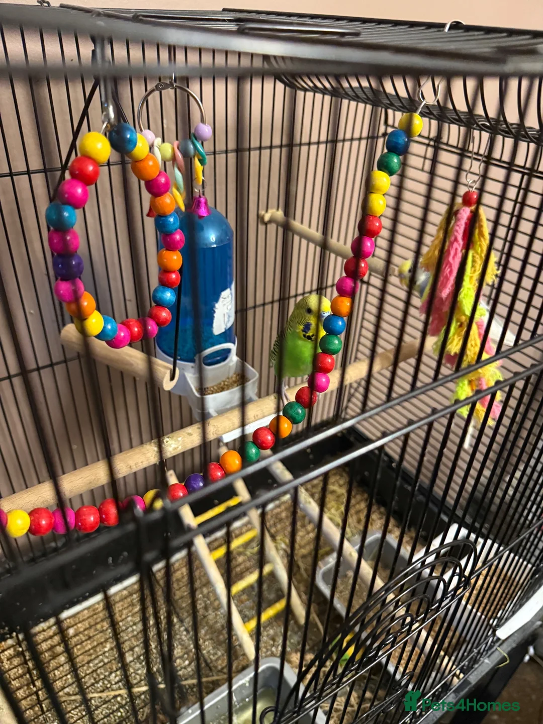 Budgerigars birds for sale: 3 budgies and cadge  in Preston - Advert 6