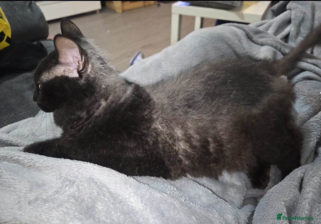 Sphynx cats for sale: Half Sphynx male - Advert 2