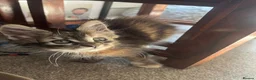 Maine Coon cats for sale: Beautiful Pedigree Maine Coon Kittens  - Advert 18