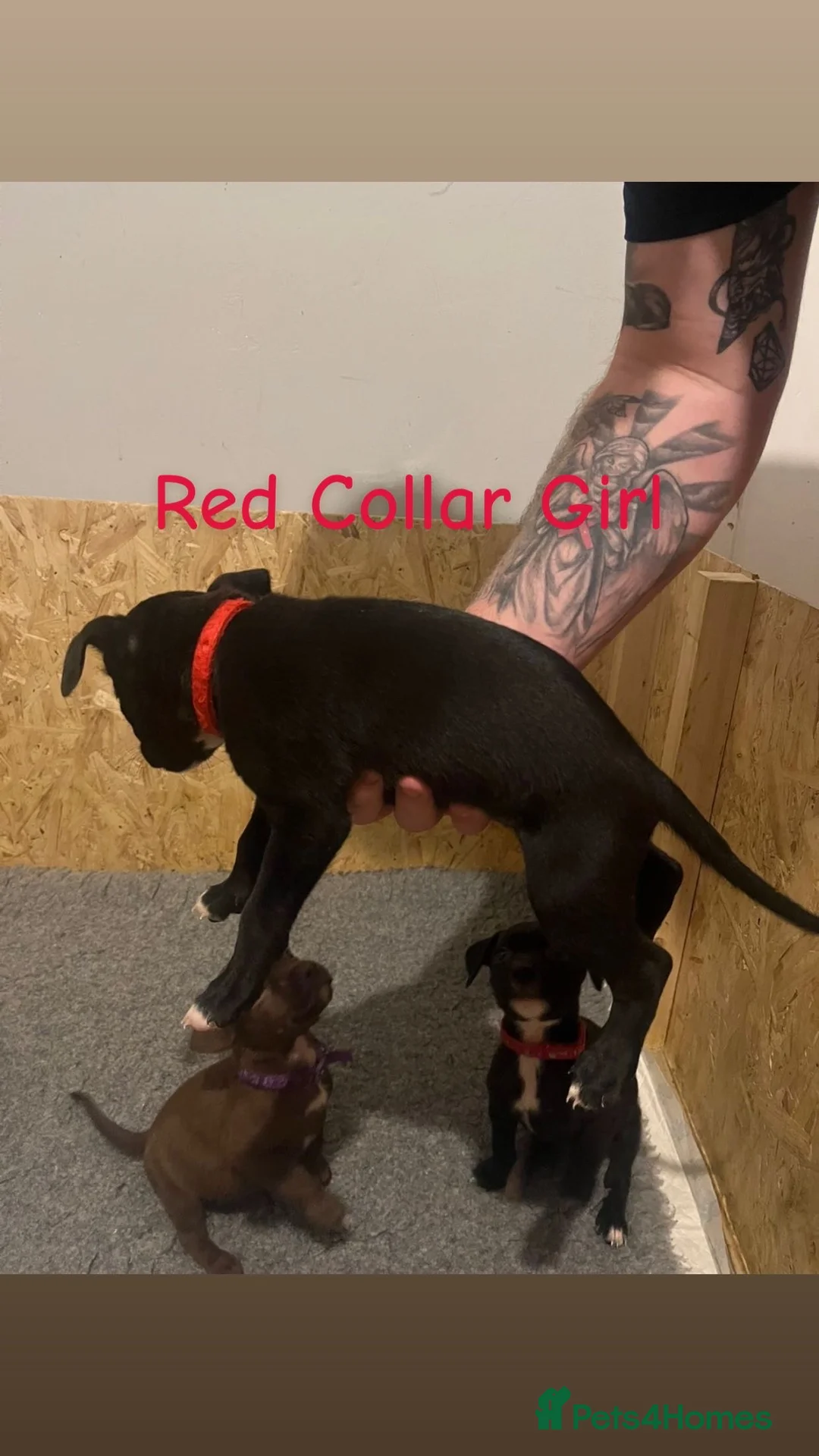 Mixed Breed dogs for sale: 2 Lurcher x Staffy pups left - READY TO LEAVE! - Advert 14