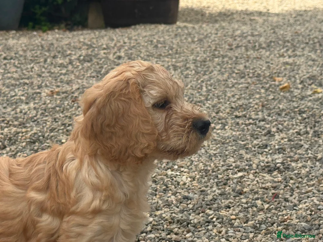 Cockapoo dogs for sale: Stunning Standard Cockapoos  - Advert 1