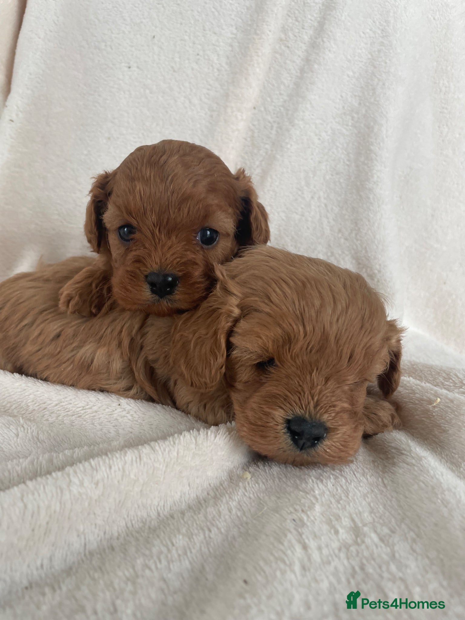 Cavapoo dogs F1Health Tested Cavapoo Puppies  - Advert 5