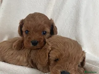 Cavapoo dogs F1Health Tested Cavapoo Puppies - Advert 5