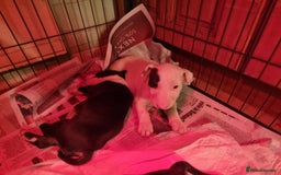 Bull Terrier dogs for sale: Bullterrier pups  - Image 10