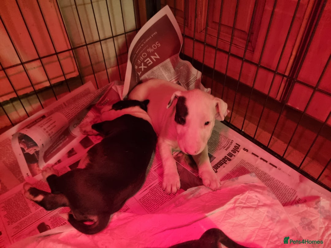 Bull Terrier dogs for sale: Bullterrier pups  - Image 10