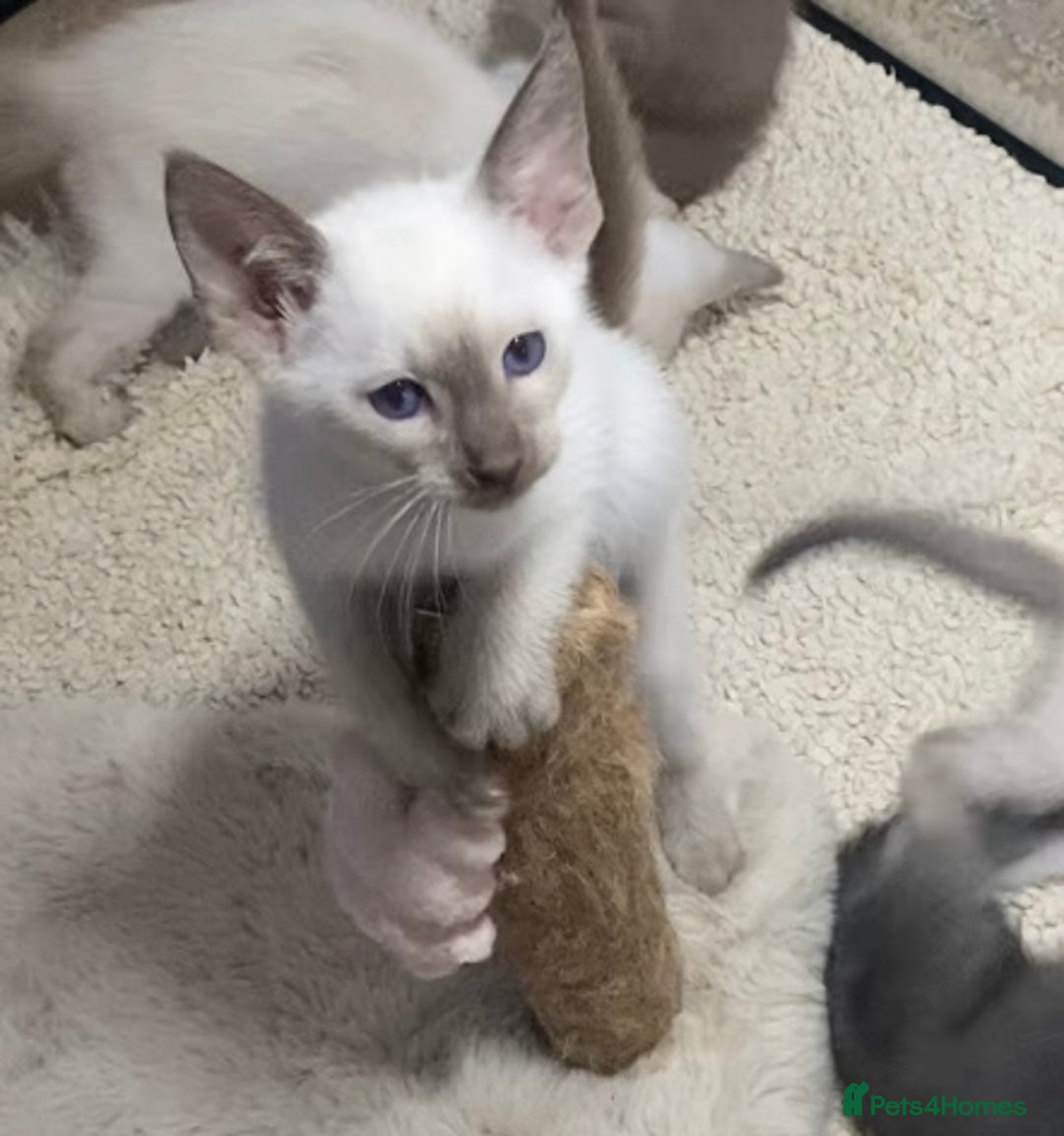 Oriental cats for sale: Oriental kittens  - Advert 32