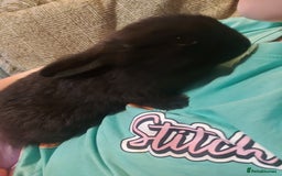 Mixed Breed rabbits for sale: Baby rabbits - Image 6