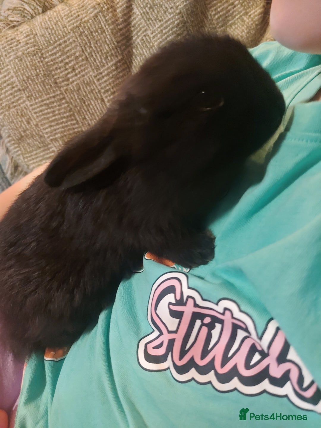 Mixed Breed rabbits for sale: Baby rabbits - Image 6