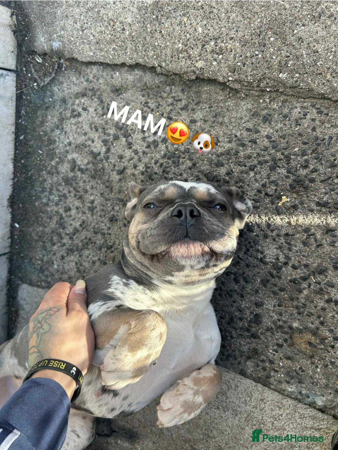 French Bulldog dogs for sale: French bulldogs🐶 - Advert 11