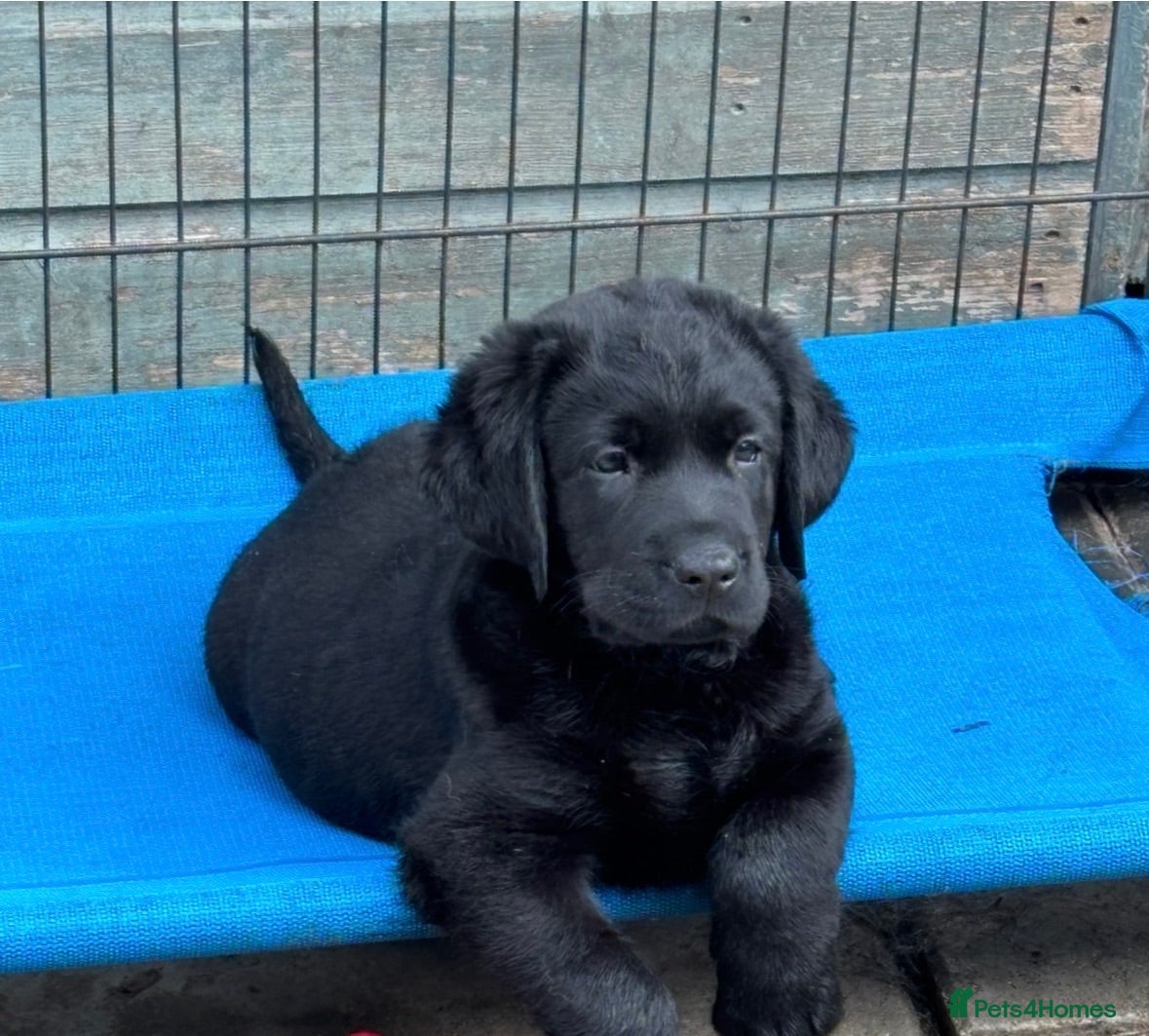 Labrador Retriever dogs Stunning Black & Yellow Show Pups - Advert 1