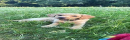 Labradoodle dogs for sale: Now ready miniature labradoodles  - Advert 1