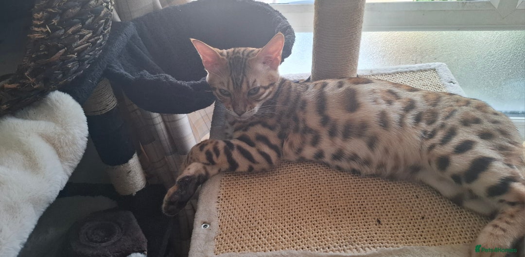 Bengal cats for sale: Pure Bengal kittens  in Cheltenham - Image 6