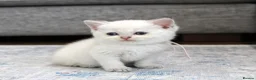 British Shorthair cats for sale: Beautiful White British Shorthair adorable Kittens - Advert 5