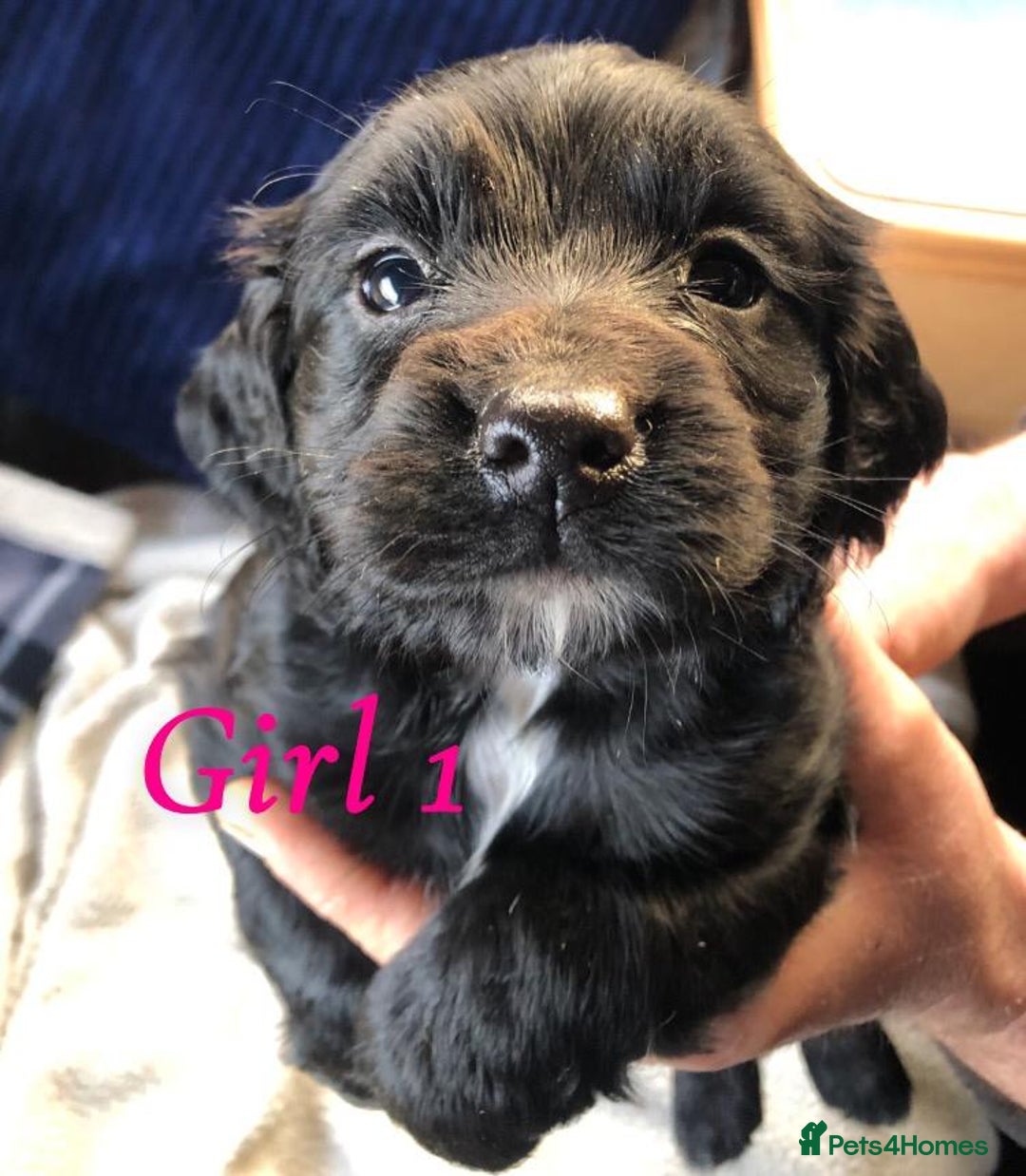 Cocker Spaniel dogs for sale: Beautiful Cocker Spaniel Puppies - Advert 3