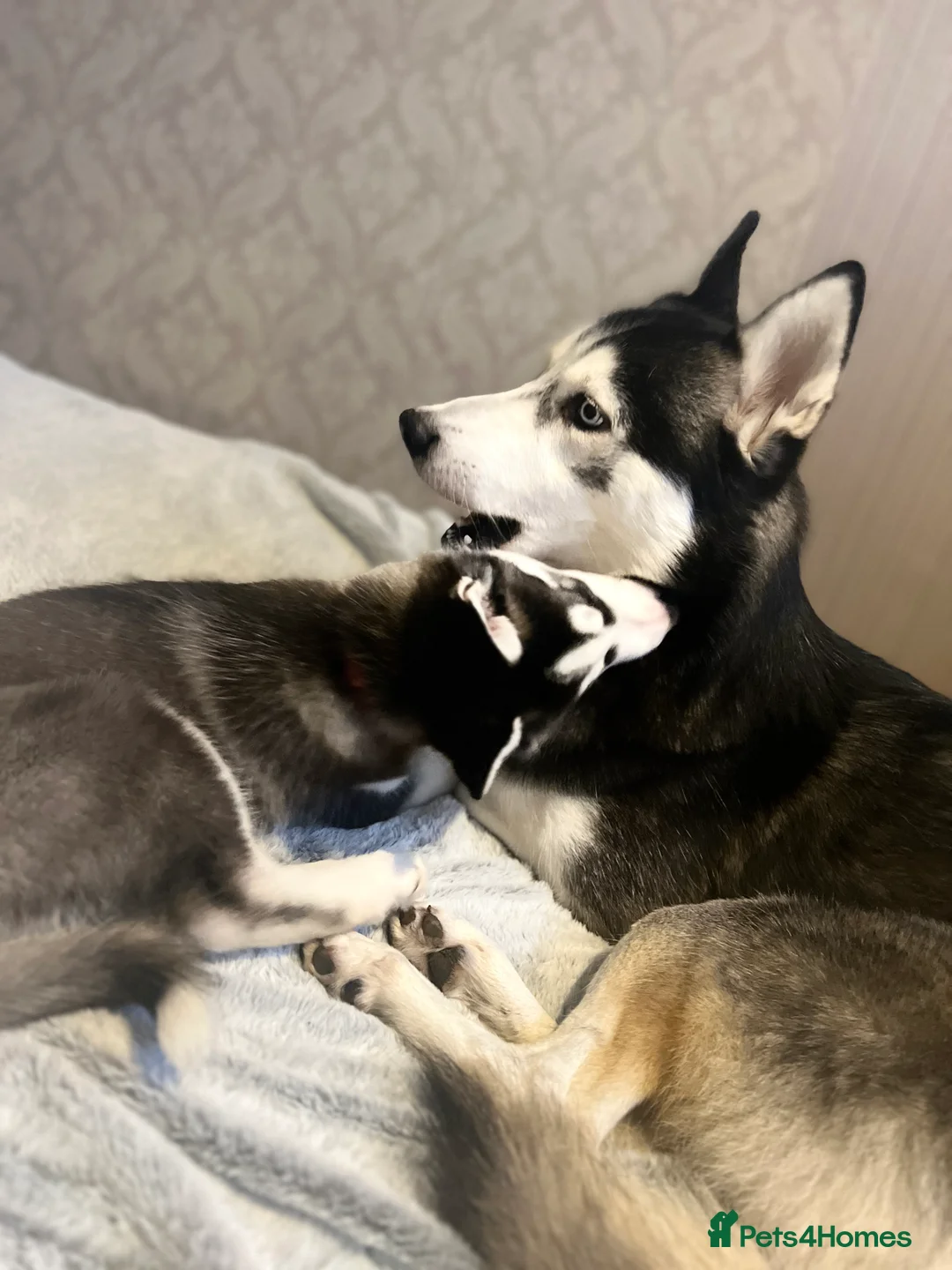 Siberian Husky dogs for sale: Siberian Husky - Advert 6