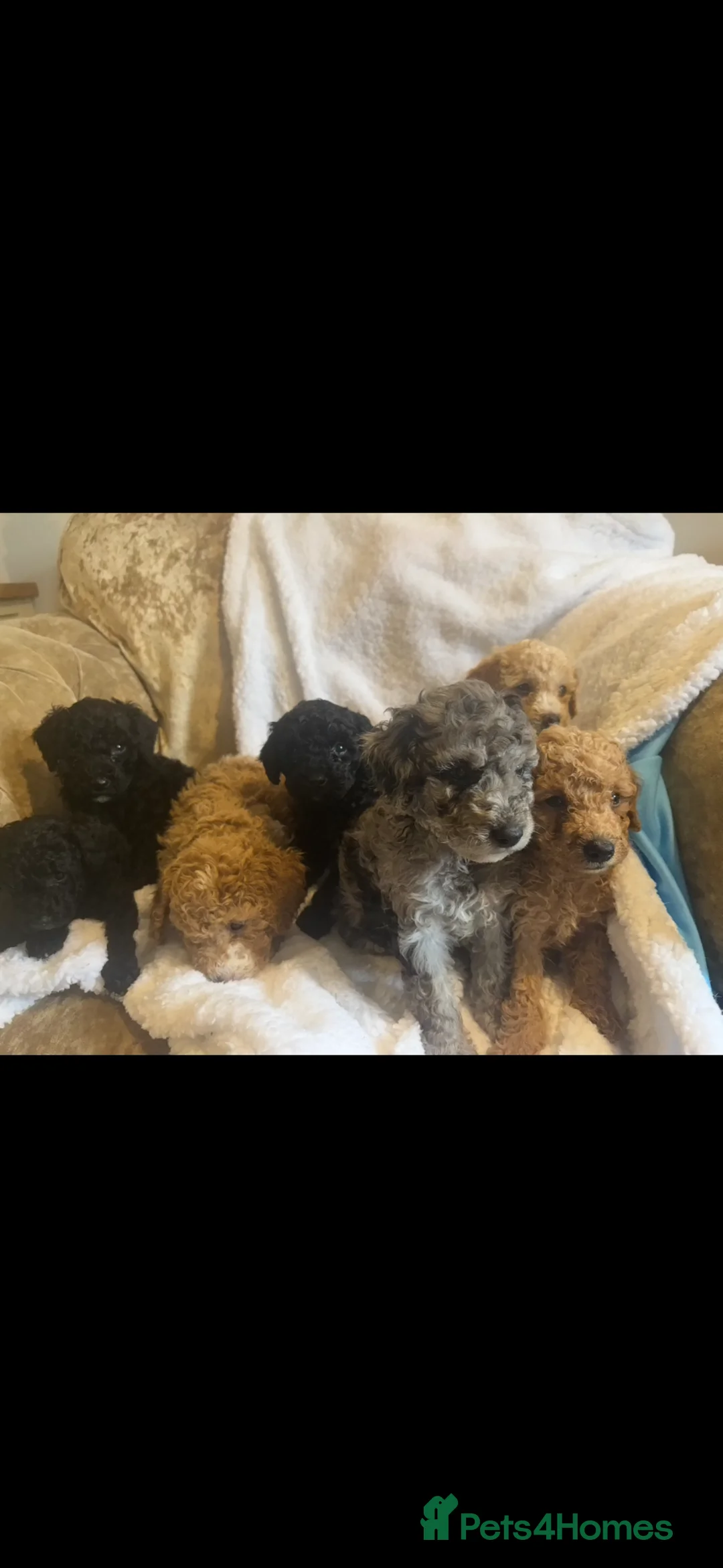 Miniature Poodle dogs for sale: Beautiful miniature poodle puppies  in Bishop Auckland - Advert 1