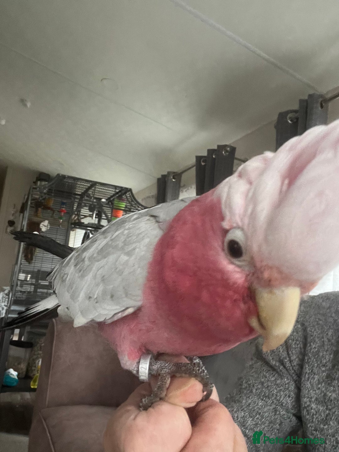 Cockatoo birds for sale: Percy  - Advert 3