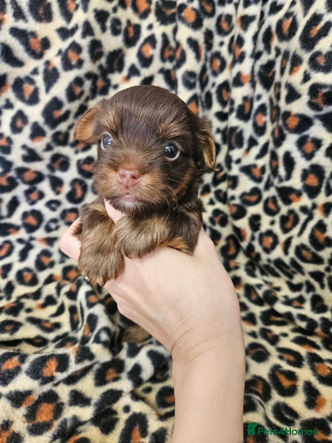 Yorkshire Terrier dogs for sale: 🤎 DNA tested parents 🤎 Yorkie puppies  - Advert 26