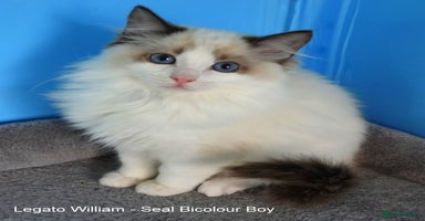 Ragdoll cats - Advert 1