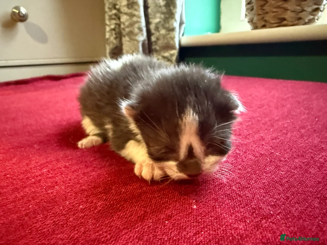 Norwegian Forest Cat cats for sale: 4 super loving fluffy kitties  - Advert 9