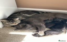 Mixed Breed cats for sale: Playful kitten  - Image 5