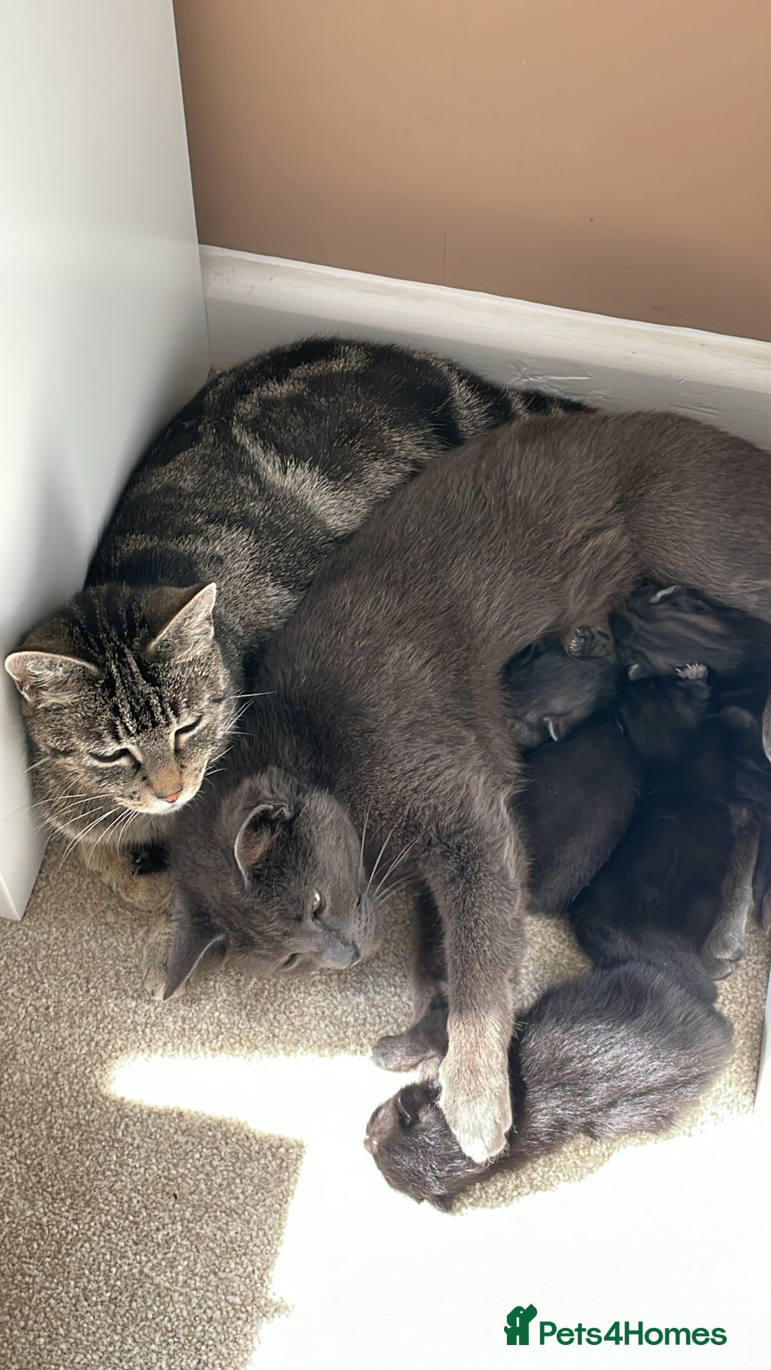 Mixed Breed cats for sale: Playful kitten  - Image 5