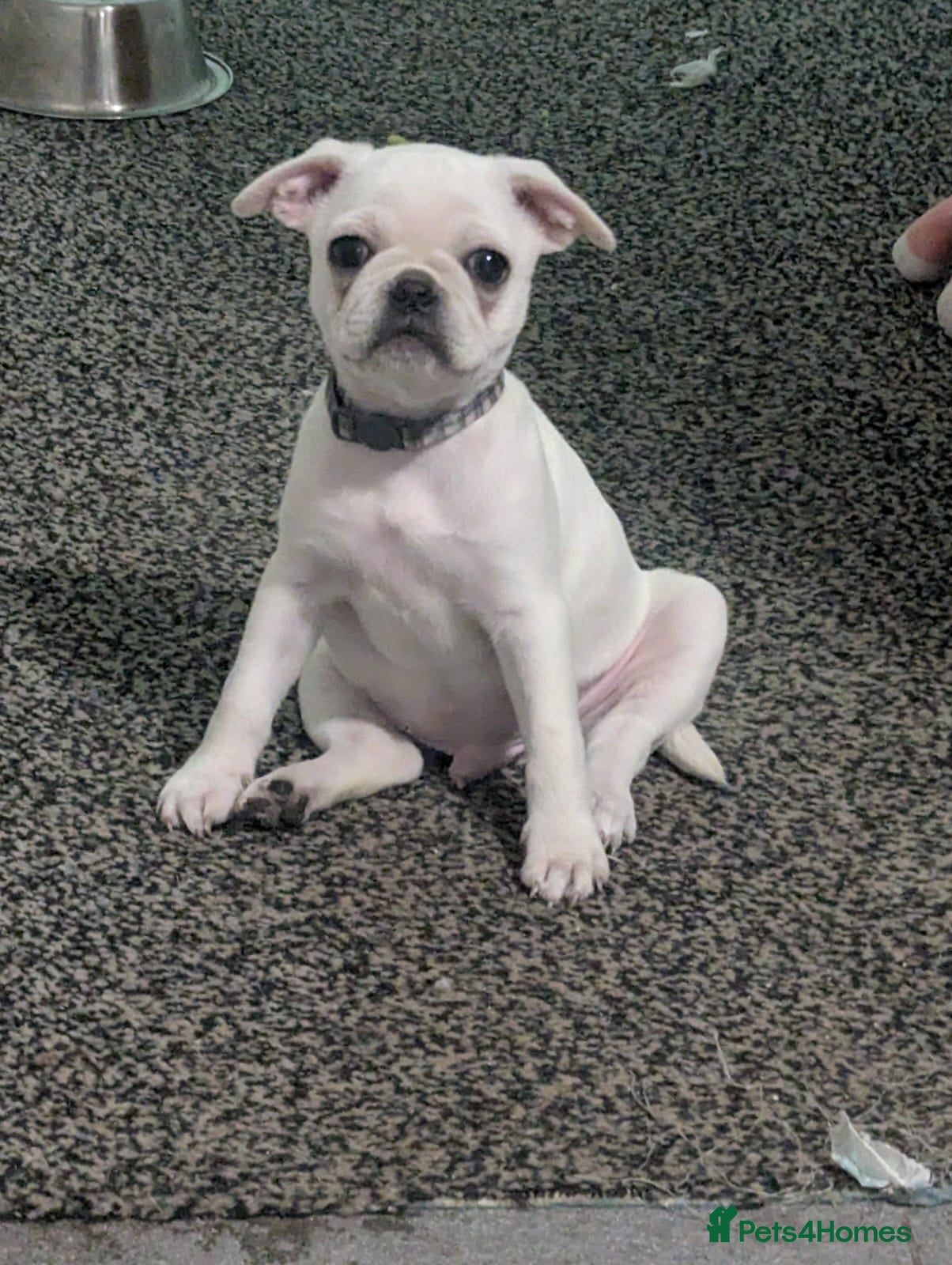 Frug dogs 2 fugs for sale - Advert 1