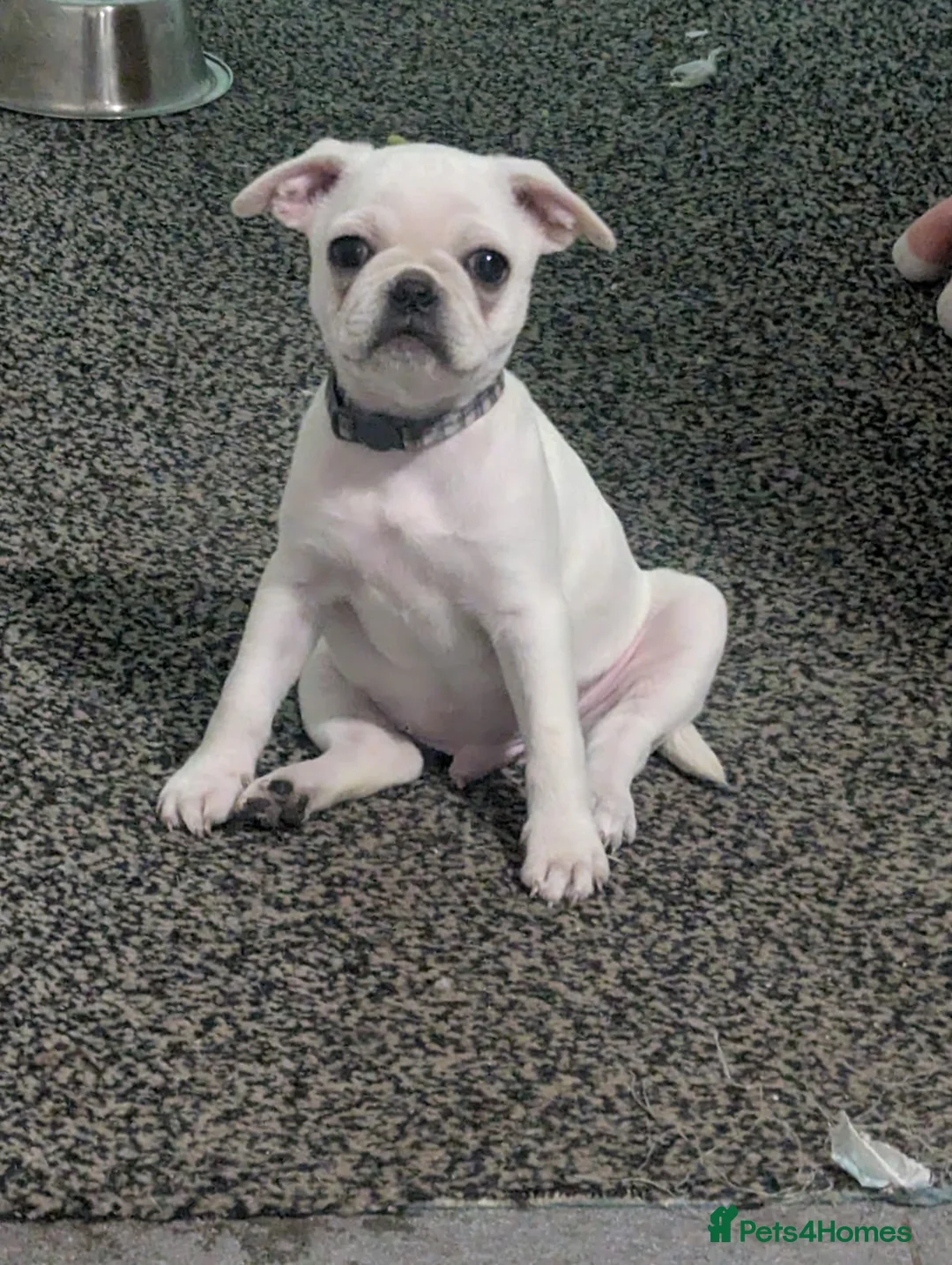 Frug dogs for sale: 2 fugs for sale - Advert 1