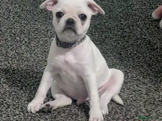 Frug dogs 2 fugs for sale - Advert 1