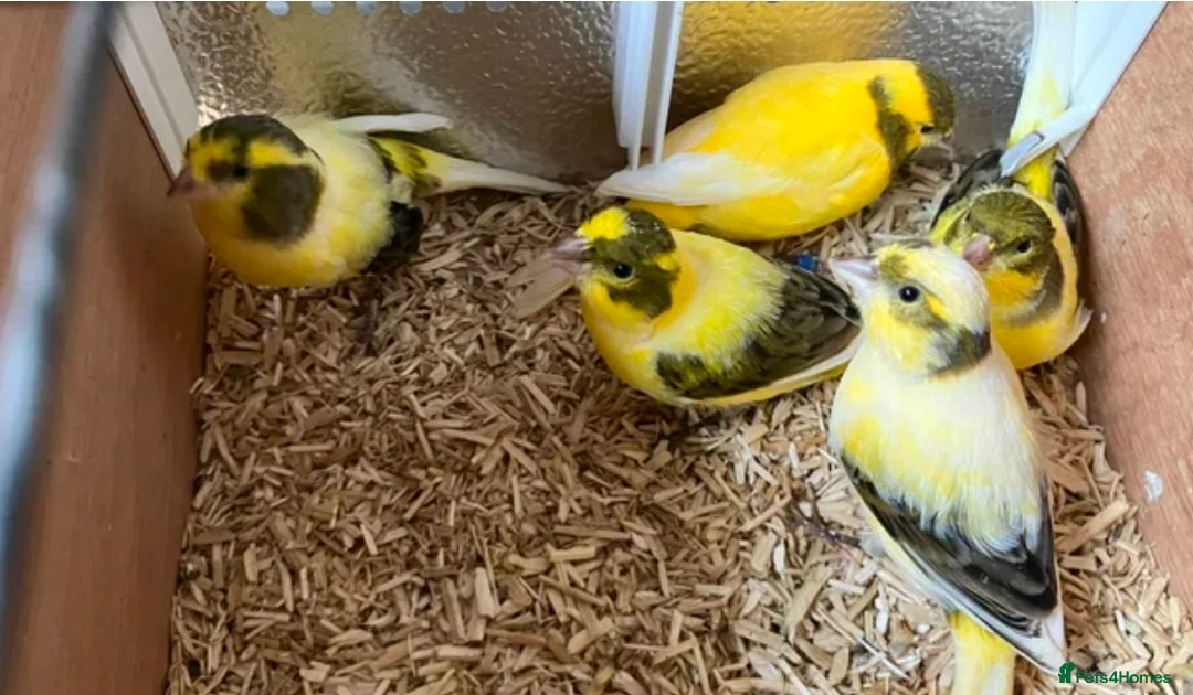 Chickens poultry for sale: Canaries,  canary  - Advert 3