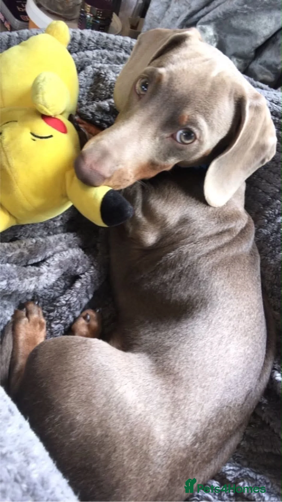 Miniature Dachshund dogs for sale: Stunning Miniature Dachshunds (Isabella Carriers) - Advert 2