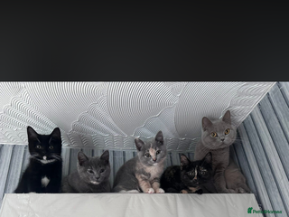 British Shorthair cats British short hair mix 🐱 - Advert 12