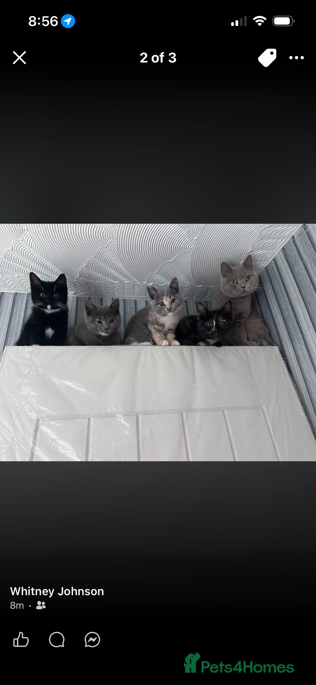 British Shorthair cats for sale: British short hair mix ONLY B&W MALE LEFT 💙  - Advert 1