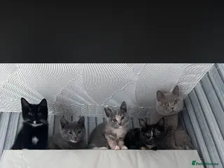 British Shorthair cats British short hair mix ONLY B&W MALE LEFT 💙 - Advert 11