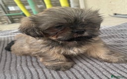 Shih Tzu dogs for sale: Shih tzu  - Image 12