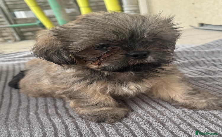 Shih Tzu dogs - Advert 1