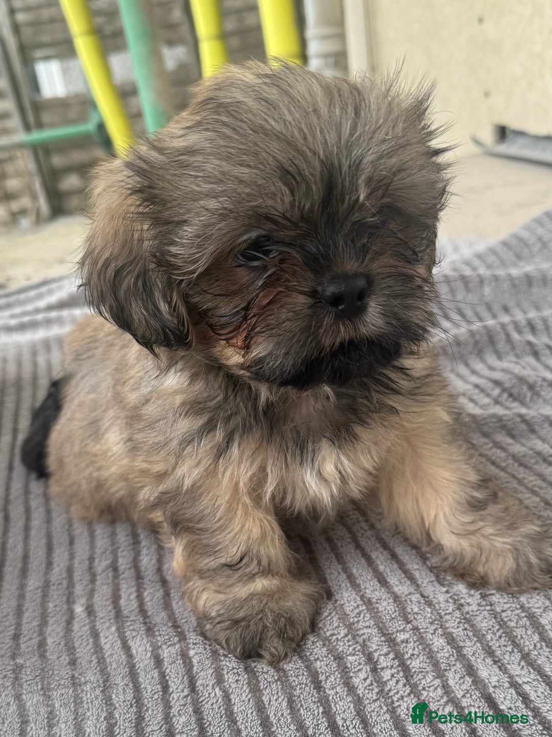 Shih Tzu dogs for sale: Shih tzu  - Image 12