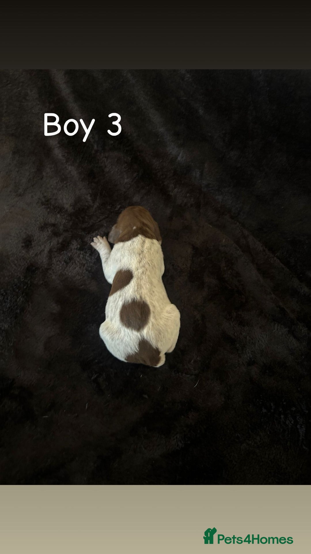 German Shorthaired Pointer dogs for sale: Beautiful pointer puppies - Image 9