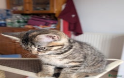 Mixed Breed cats for sale: Beautiful kittens - Image 7