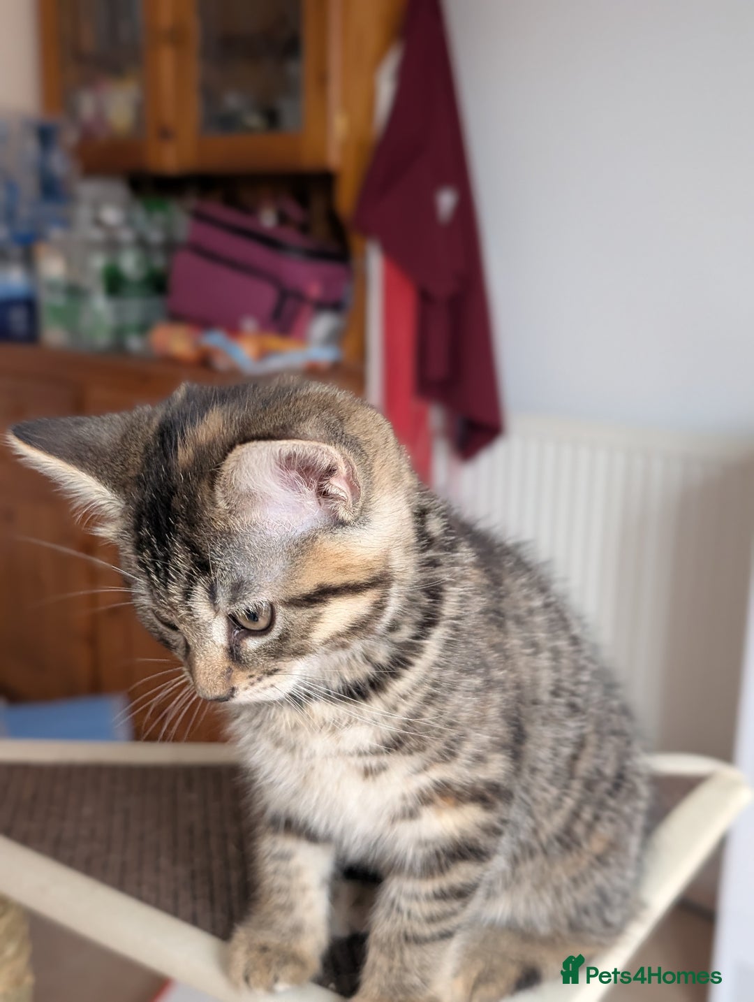 Mixed Breed cats for sale: Beautiful kittens - Image 7