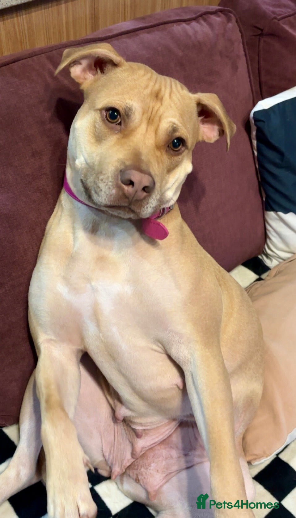 Mixed Breed dogs Female Staff x American Staff  - Advert 2