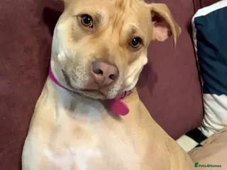 Mixed Breed dogs Female Staff x American Staff - Advert 2