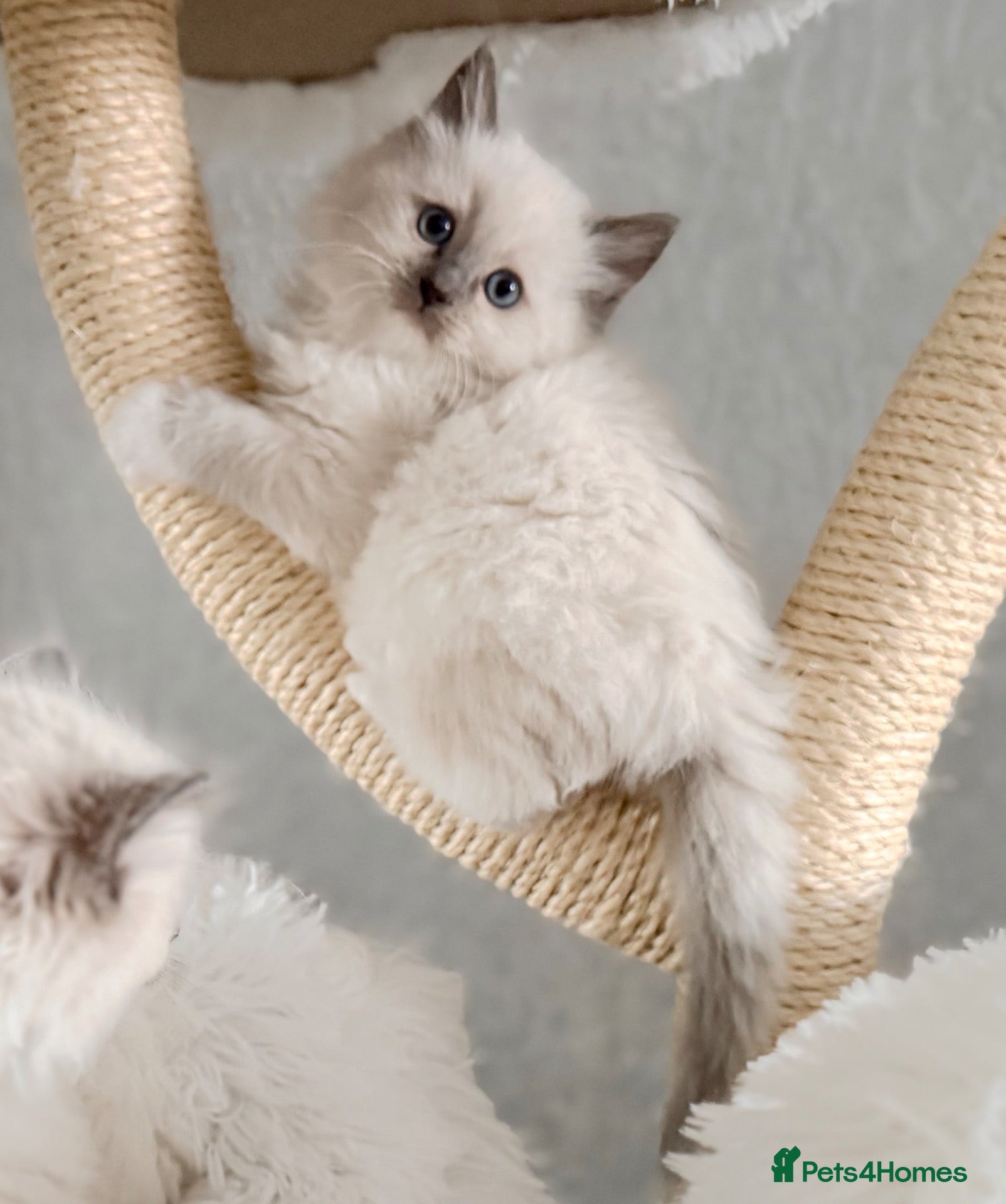 Ragdoll cats for sale: Beautiful kittens from Champion lines TICA  - Advert 2