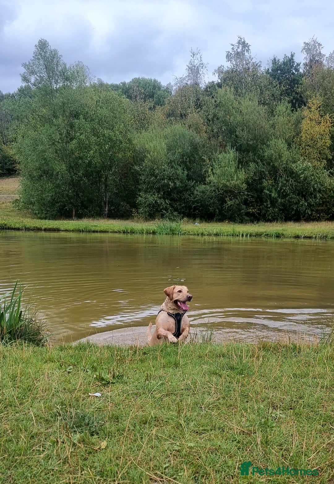 Labrador Retriever dogs for sale: Beautiful Yellow & Fox Red Labrador puppies. - Advert 2